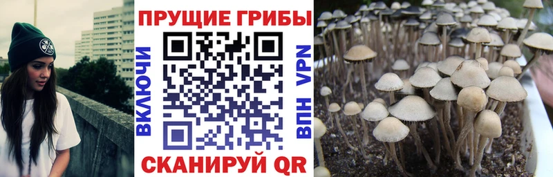 Галлюциногенные грибы прущие грибы  Бакал 